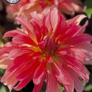 Dahlia Dutch Delight 1 pack