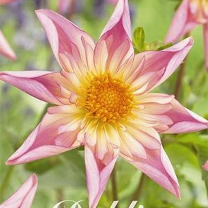 Dahlia Fancy Pants