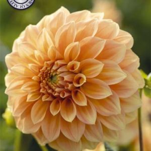 Dahlia Garden Jubilé 1 pack