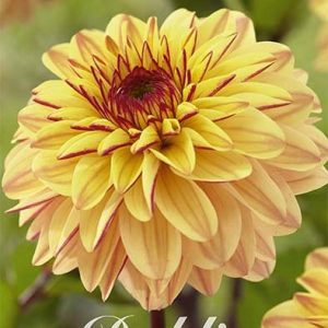 Dahlia Gelia 1 pack