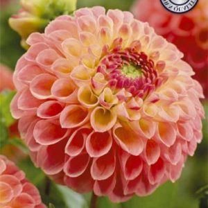 Dahlia Jowey Paula 1 pack