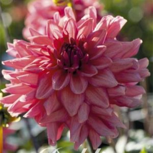 Dahlia Negroni Sunset 1 pack