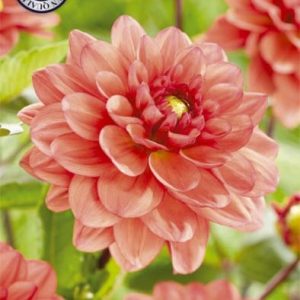 Dahlia Orange Girl 1 pack