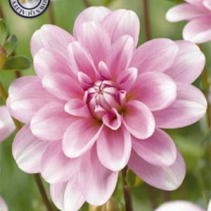 Dahlia Pink Perception 1 pack