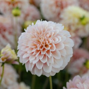 Dahlia Princesse Elisabeth 1 pack