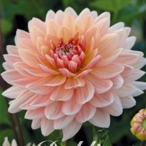 Dahlia Rancho 1 pack