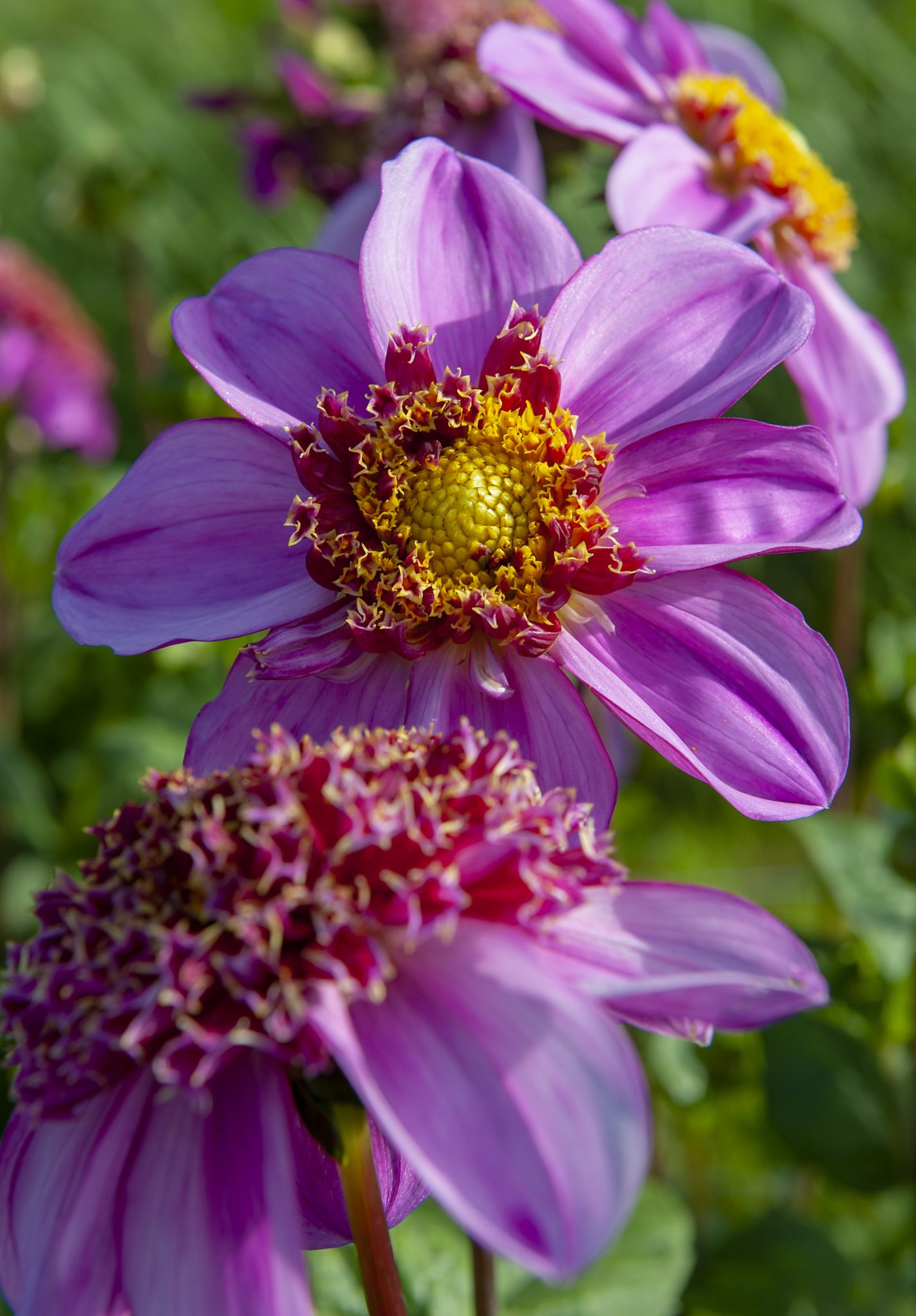 Dahlia Rasperry Puff 1 pack - Spakarps plantskola