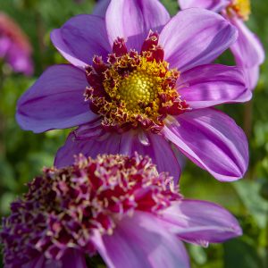 Dahlia Rasperry Puff 1 pack
