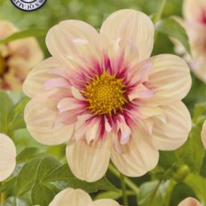 Dahlia Rhubarb and Custard 1 pack