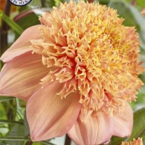 Dahlia Sandia Brokade 1 pack