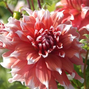 Dahlia Striped Duet 1 pack