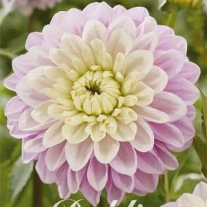 Dahlia Sweet Lucile