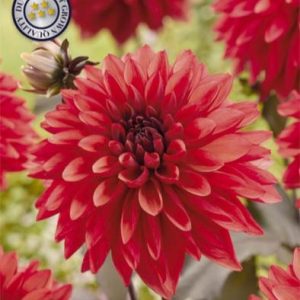 Dahlia Tiramisu 1 pack