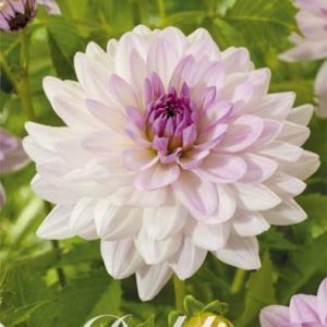 Dahlia Valentino 1 pack