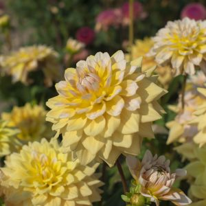Dahlia Yellow Perception 1 pack