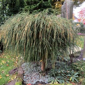 Thuja plicata Whipcord stam 80 Trådthuja på stam
