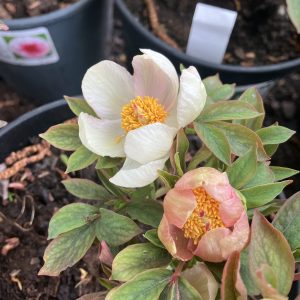 Paeonia Chamaeleon c3 Kameleontpion