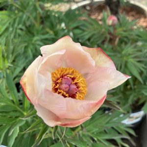 Paeonia Nosegay co Hybridpion