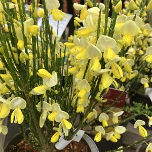 Cytisus sco. Dukaat c1,6 Vårginst