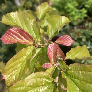 Parrotia persica Jodrell Banks 220-250 c10 Papegojbuske