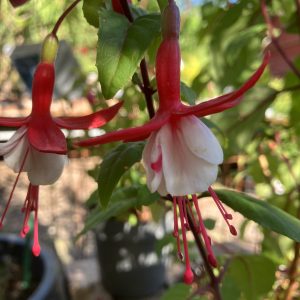 Fuchsia x hyb. Snowcap c3 Frilandsfuchsia
