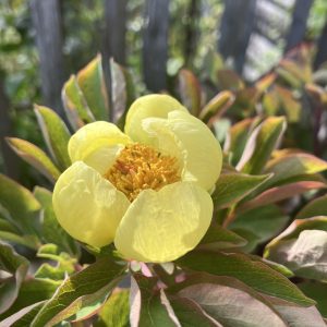 Paeonia mlokosewitschii c3 Svavelpion