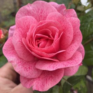 Rosa Camelot co Klätterros