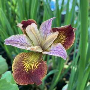 Iris sibiriska Paprikash Strandiris p13