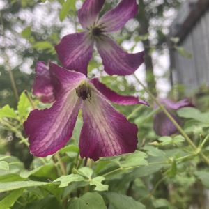 Clematis vit. Walenburg c2 Viticellaklematis