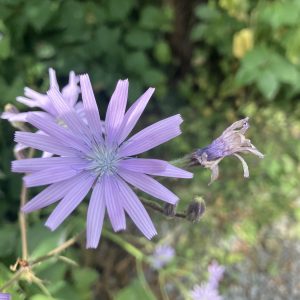 Cichorium intybus p15 Cikoria