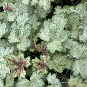 Heuchera Snowy Panky p9 Alunrot