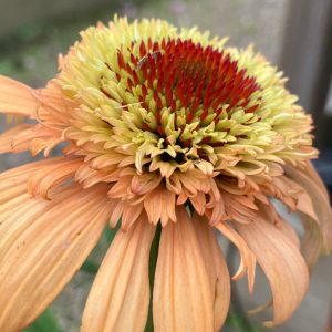 Echinacea Supreme Cantaloupe c3 Solhatt