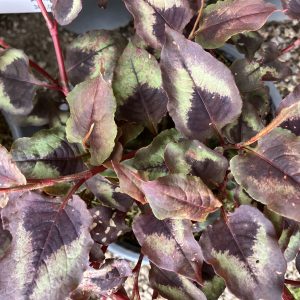 Persicaria mic. Red Dragon c3 Blodpilört