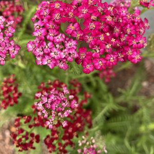 Achillea millefolium ´Cassis´ p9 Rölleka
