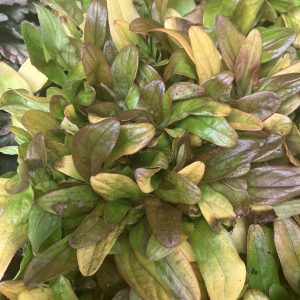 Ajuga reptans ´Petite Parakeet´ p13 Revsuga