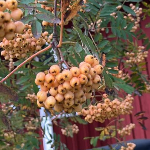 Sorbus Sunshine spö 40-60 c2,5 Rönn